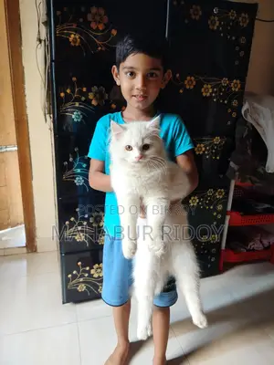 পার্সিয়ান হোয়াইট মেল ক্যাট।