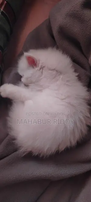 পার্সিয়ান হোয়াইট মেল ক্যাট।