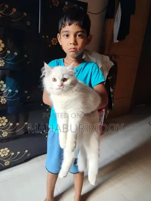 পার্সিয়ান হোয়াইট মেল ক্যাট।