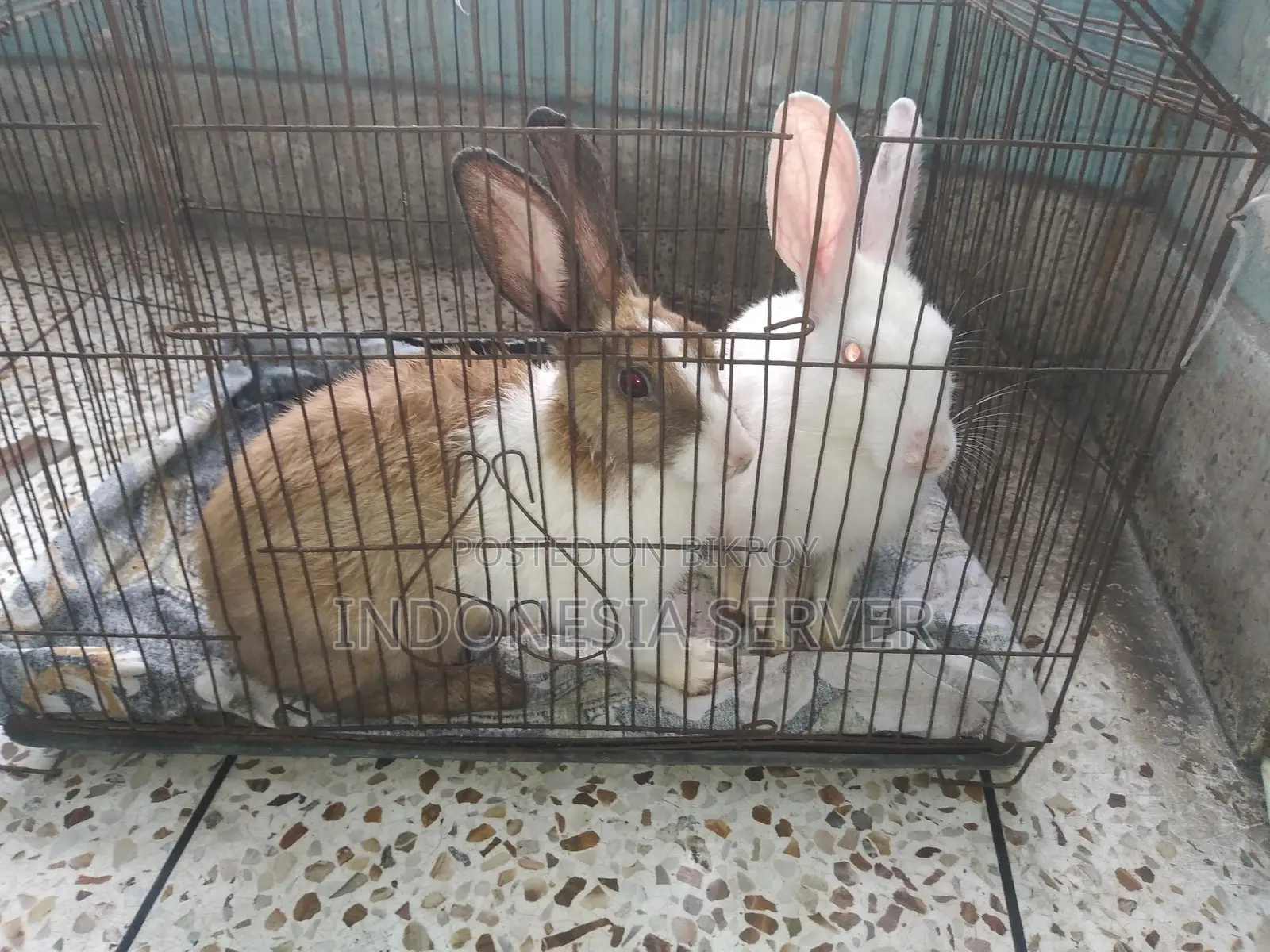 One Pair of Adult Rabbits Capable of Breeding (Healthy Rabbits)