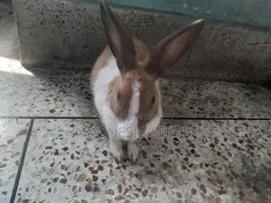 বাচ্চা দিতে সক্ষম এক জোড়া অ্যাডাল্ট খরগোশ Healthy Rabbits