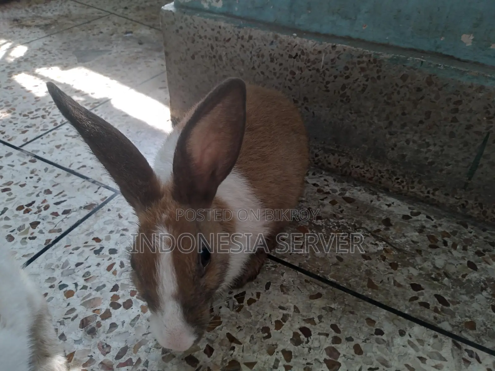 One Pair of Adult Rabbits Capable of Breeding (Healthy Rabbits)