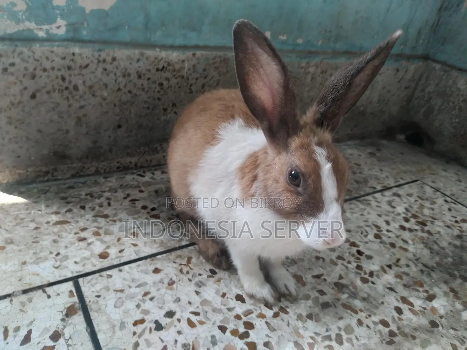 One Pair of Adult Rabbits Capable of Breeding (Healthy Rabbits)