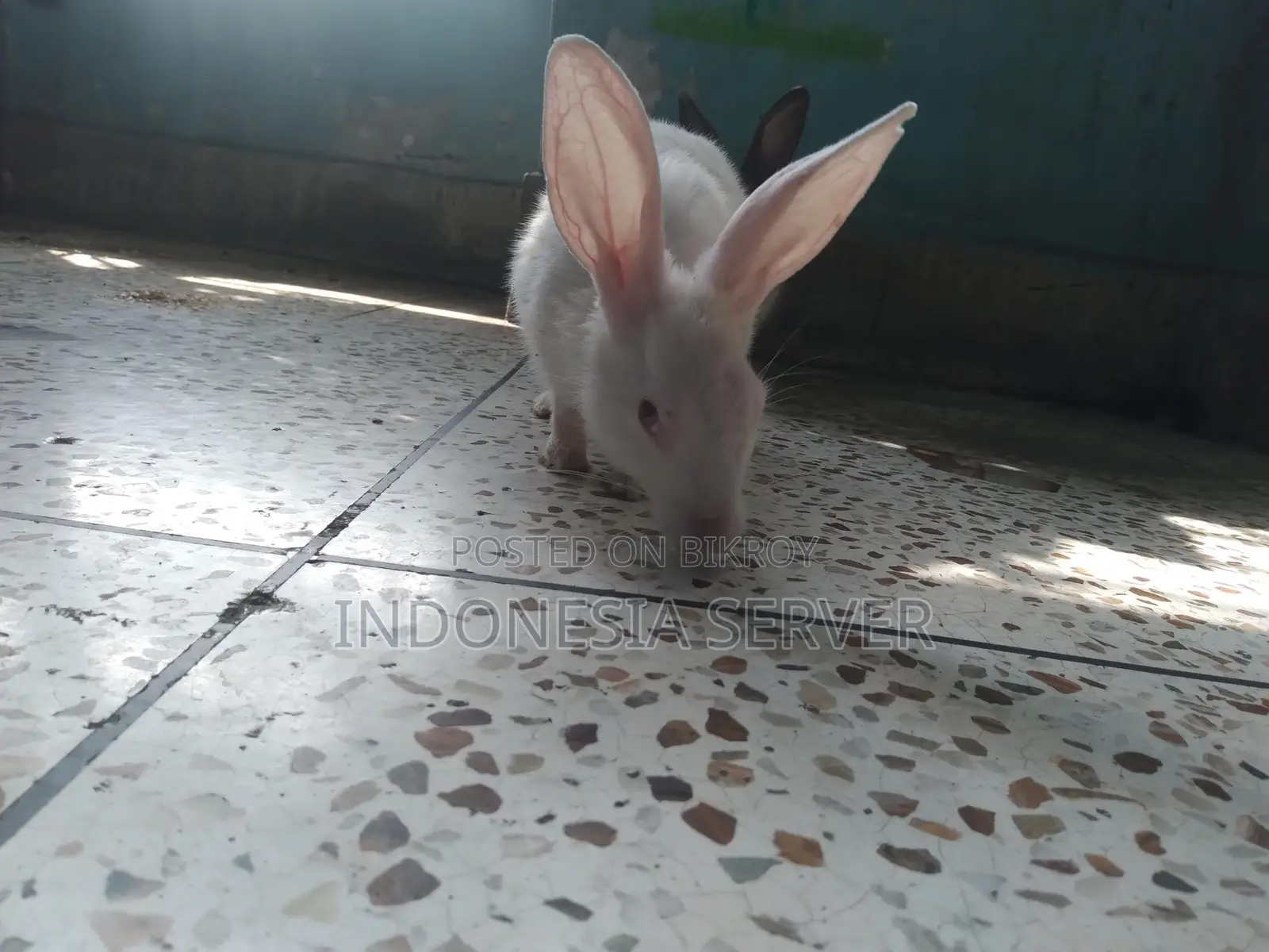 One Pair of Adult Rabbits Capable of Breeding (Healthy Rabbits)