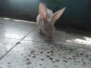 One Pair of Adult Rabbits Capable of Breeding (Healthy Rabbits)