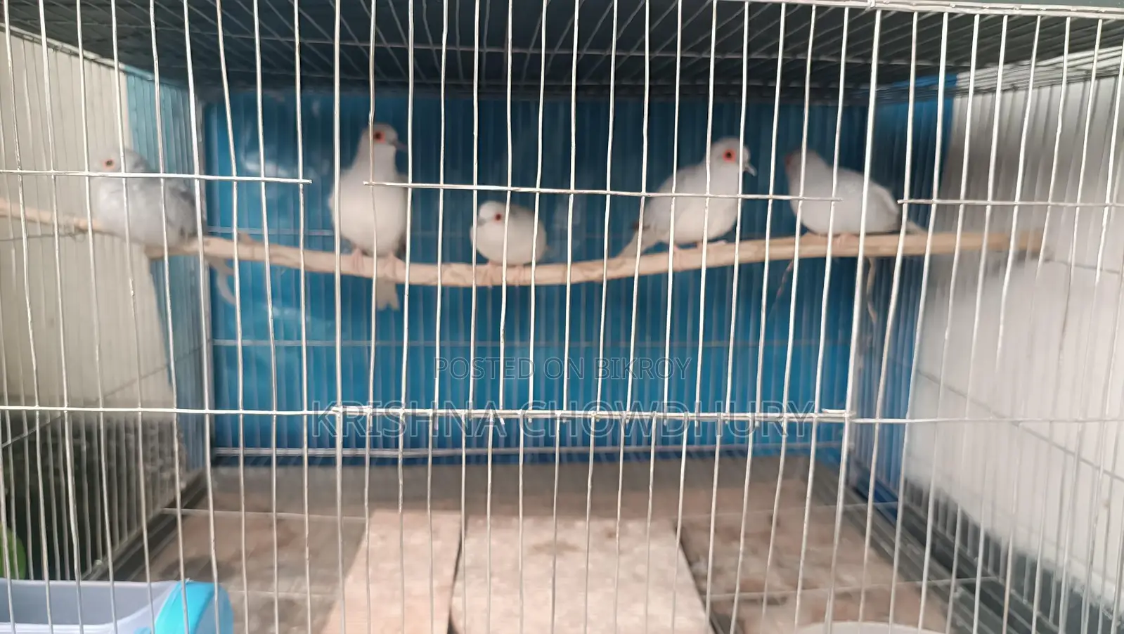 Silver Diamond Dove New Adult