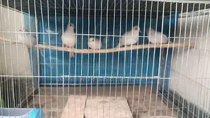 Silver Diamond Dove New Adult
