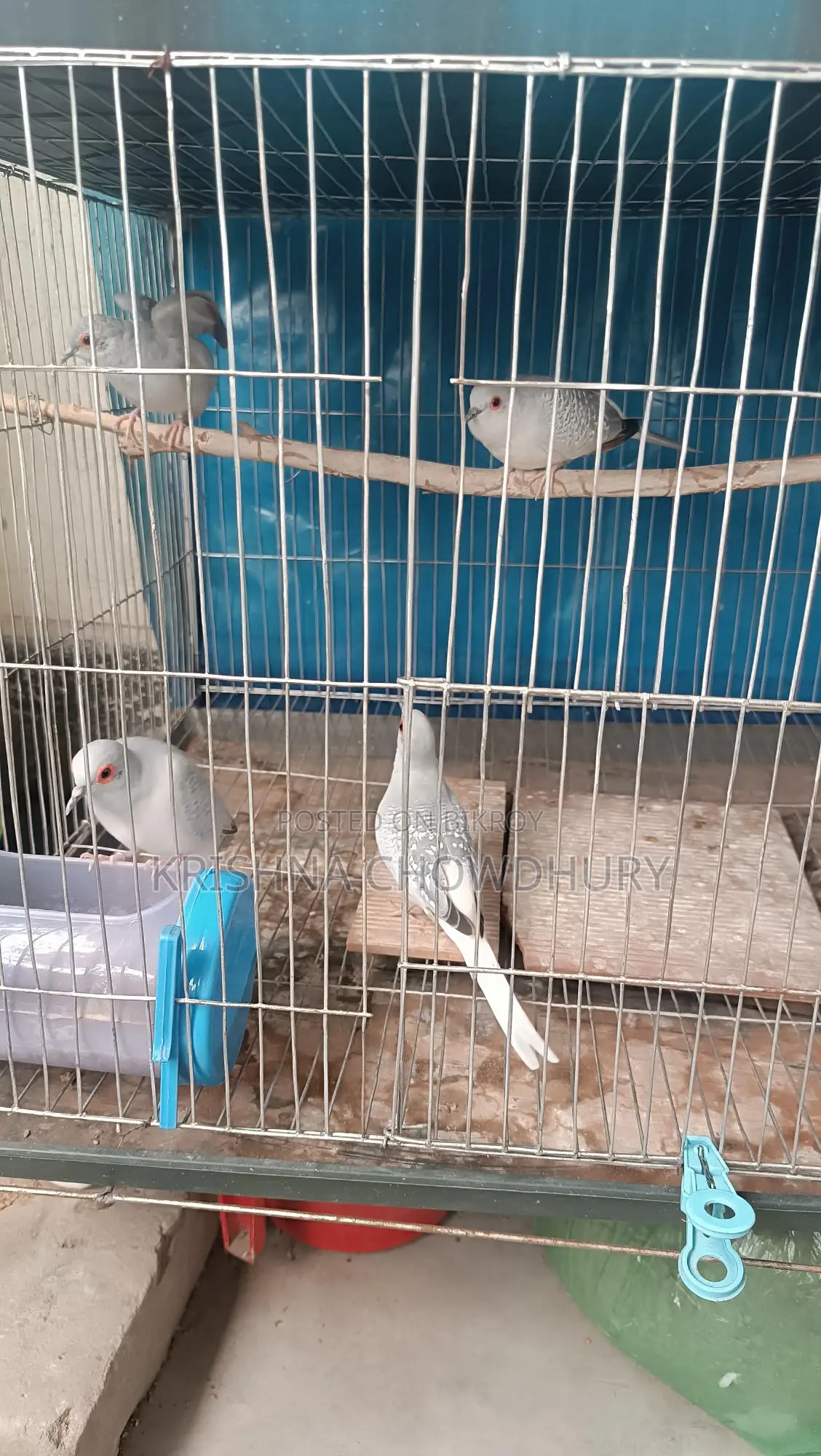 Silver Diamond Dove New Adult