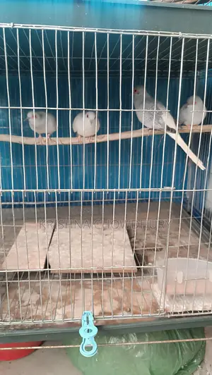Silver Diamond Dove New Adult