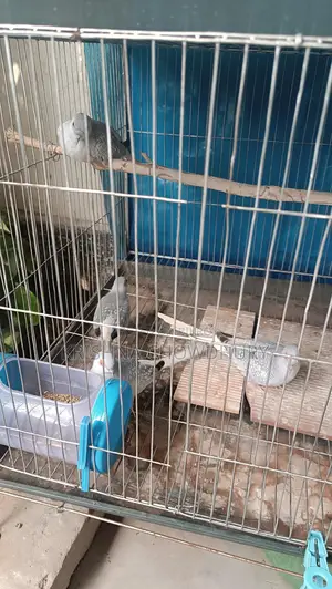 Silver Diamond Dove New Adult
