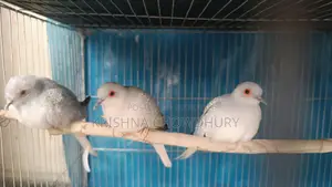 Silver Diamond Dove New Adult