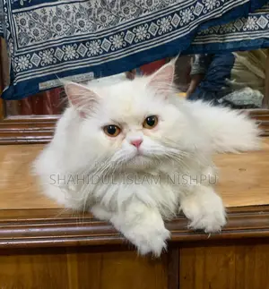 পার্সিয়ান ট্রিপল কোট