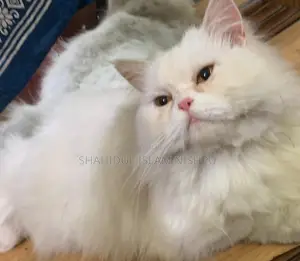 পার্সিয়ান ট্রিপল কোট