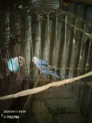 Budgerigar Female