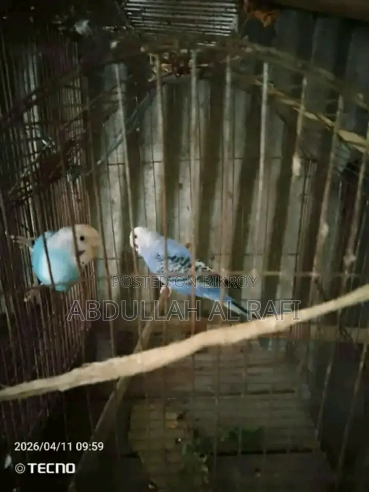 Budgerigar Female