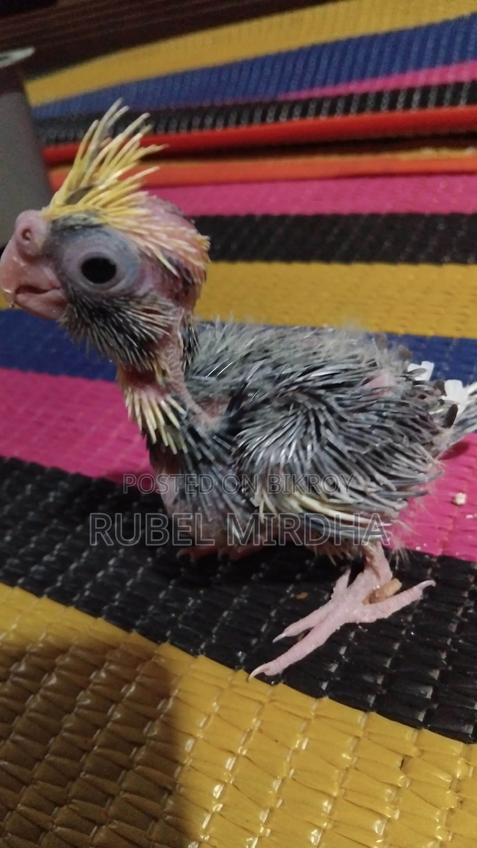 Cockatiel Baby
