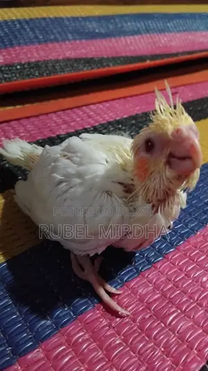 Cockatiel Baby