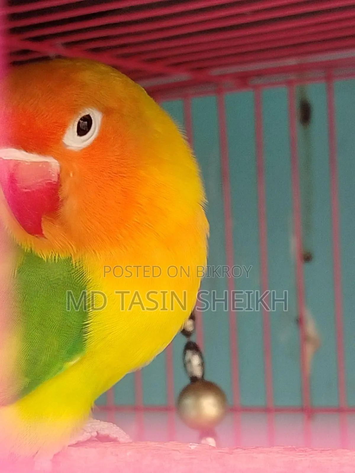 Fisher Love Bird