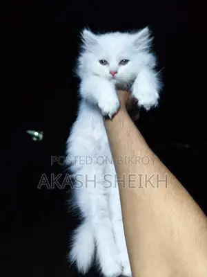 পিওর পার্শিয়ান বিক্রি