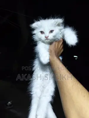 পিওর পার্শিয়ান বিক্রি