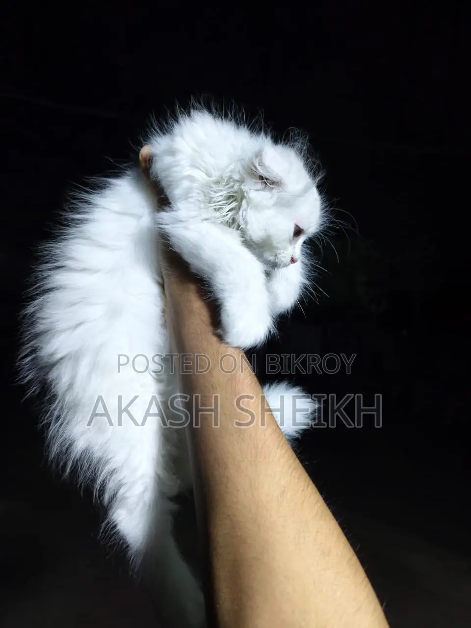 পিওর পার্শিয়ান বিক্রি