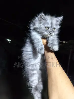 পিওর পার্শিয়ান বিক্রি