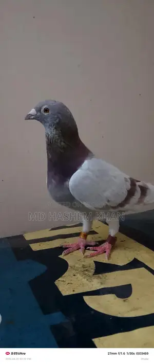 Single Super Milli Female Bird for Sale