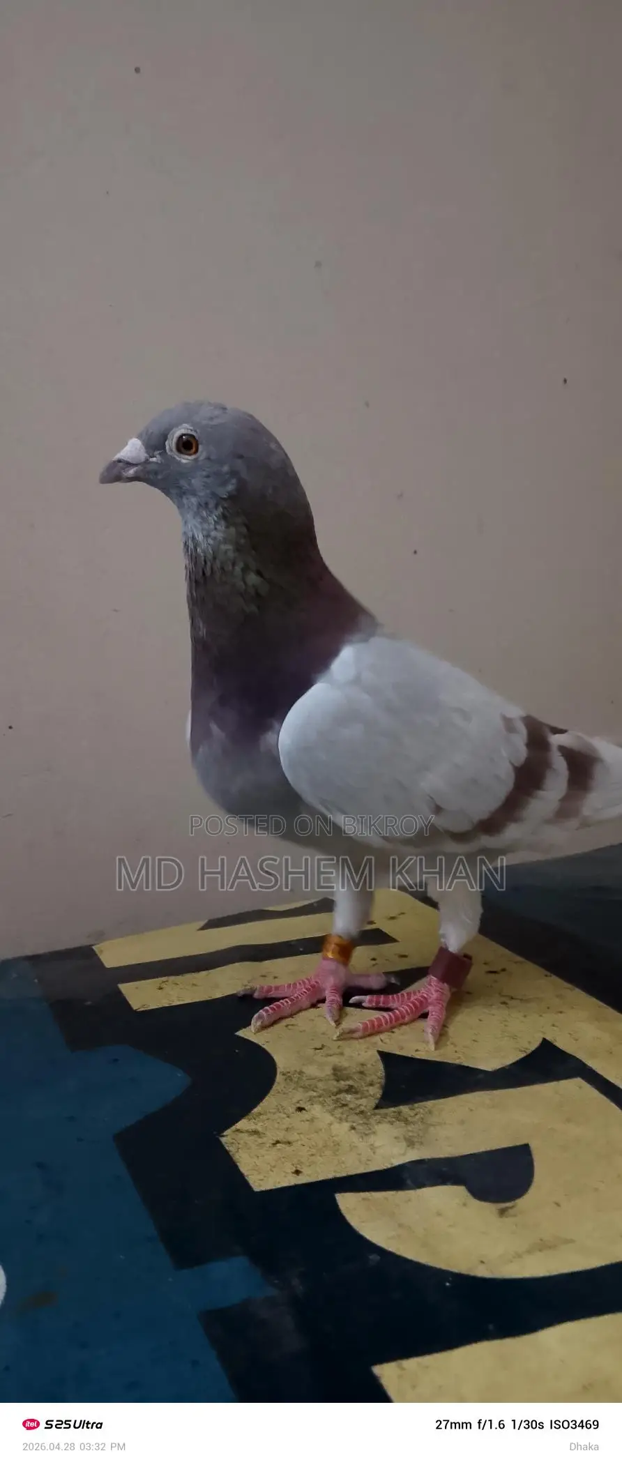 Single Super Milli Female Bird for Sale