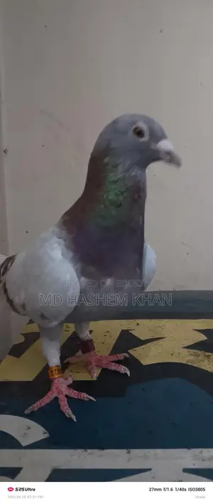 Single Super Milli Female Bird for Sale