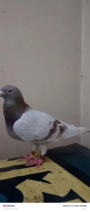 Single Super Milli Female Bird for Sale