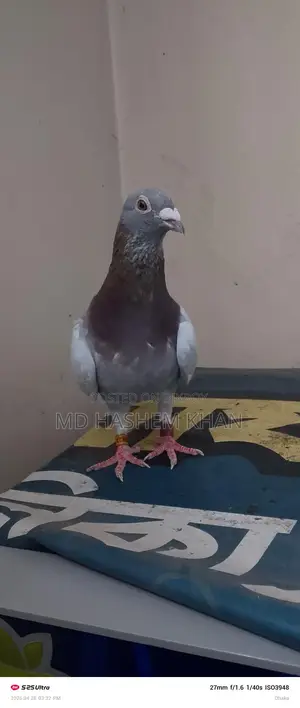 Single Super Milli Female Bird for Sale