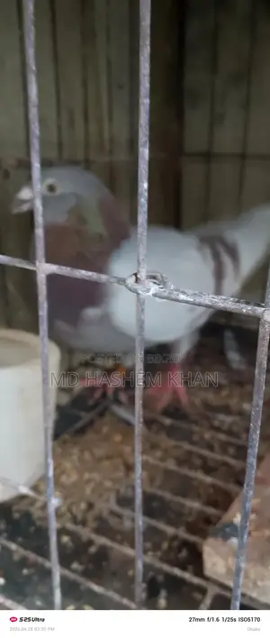 Single Super Milli Female Bird for Sale