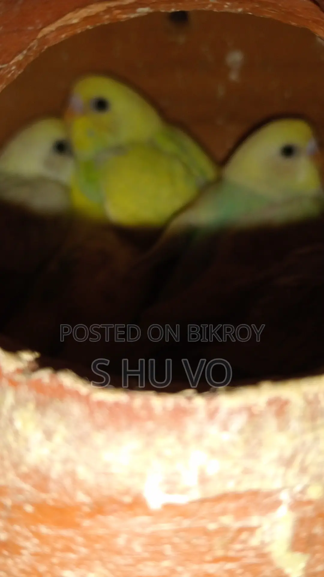 Budgerigar Birds