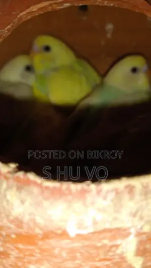 Budgerigar Birds