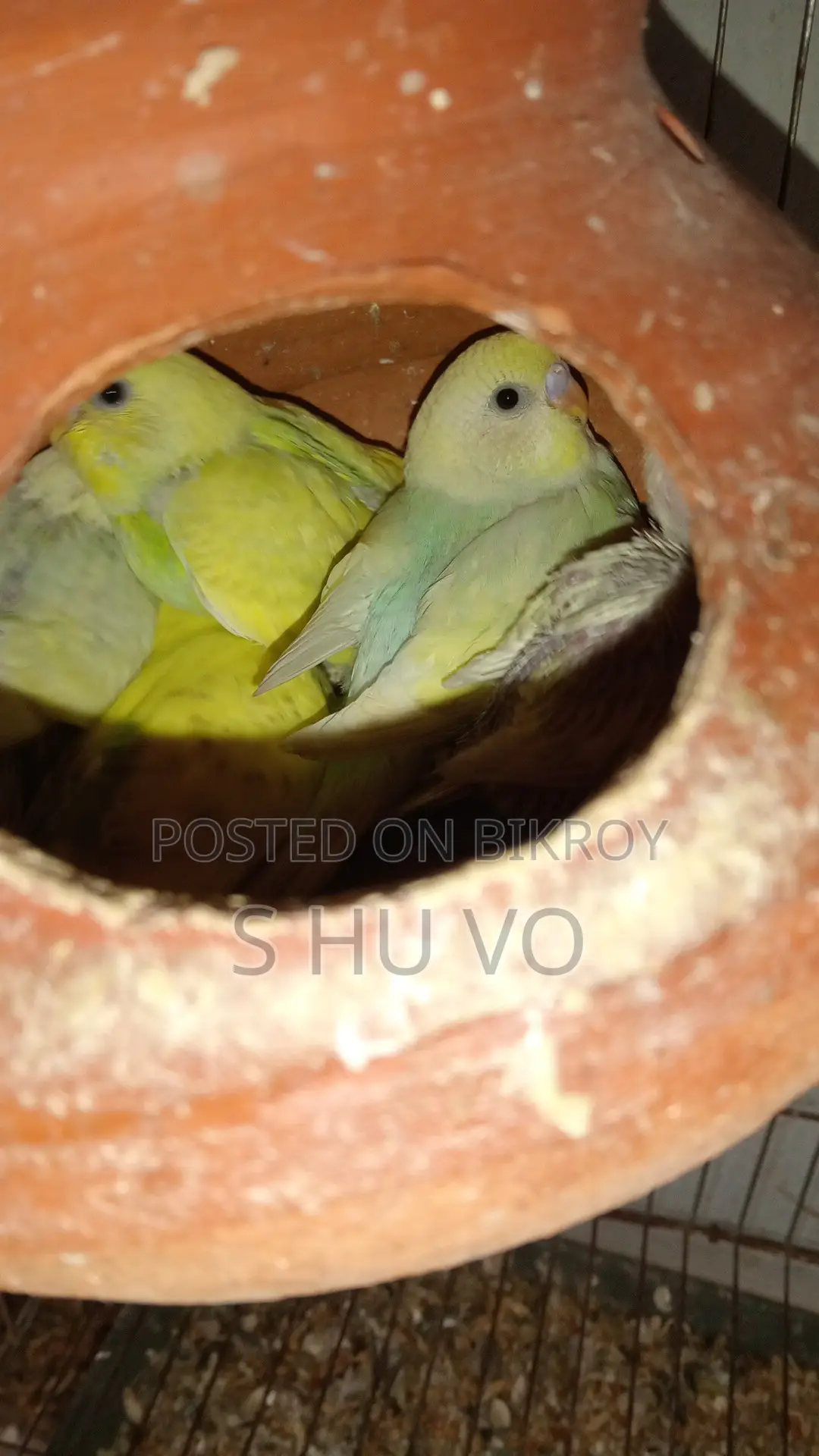 Budgerigar Birds