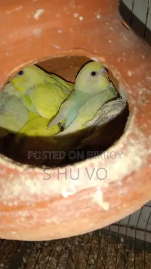 Budgerigar Birds