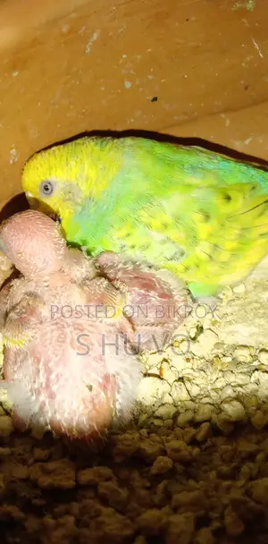 Budgerigar Birds
