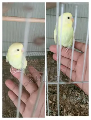 Budgerigar Birds