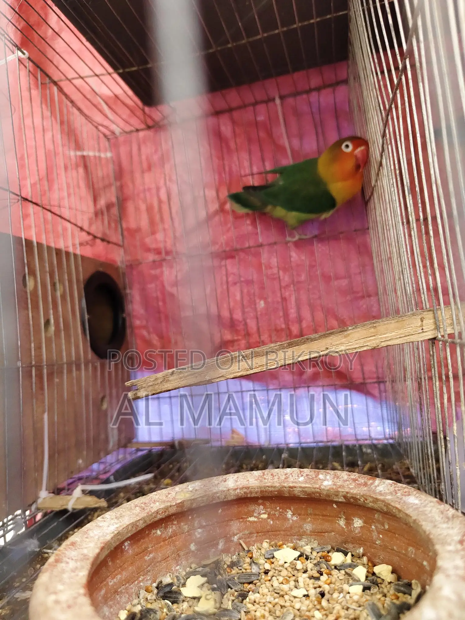 Beautiful and Healthy Female Lovebird for Sale