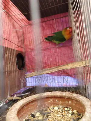 Beautiful and Healthy Female Lovebird for Sale