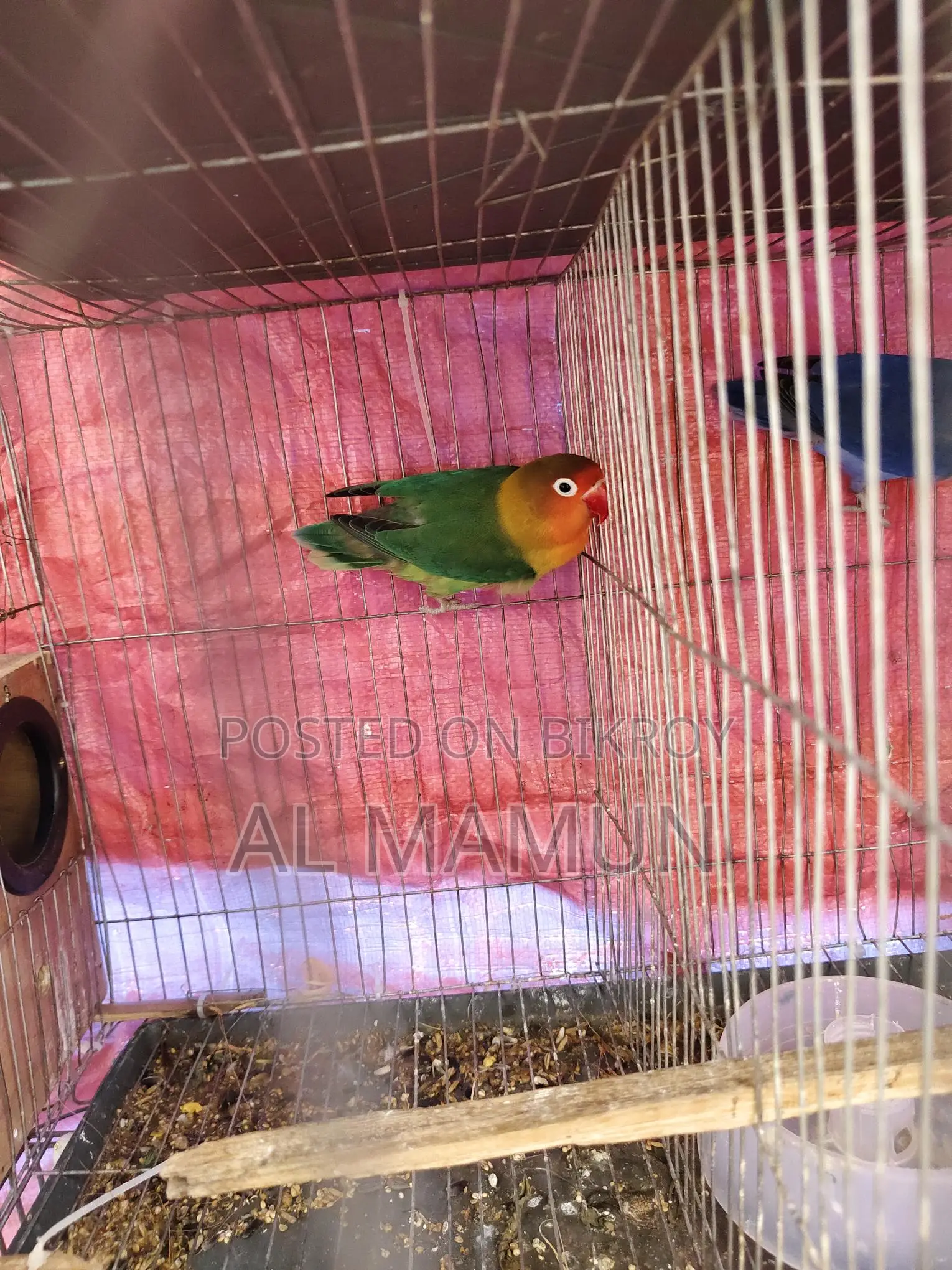 Beautiful and Healthy Female Lovebird for Sale