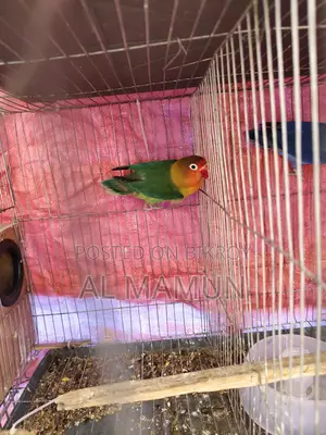Beautiful and Healthy Female Lovebird for Sale