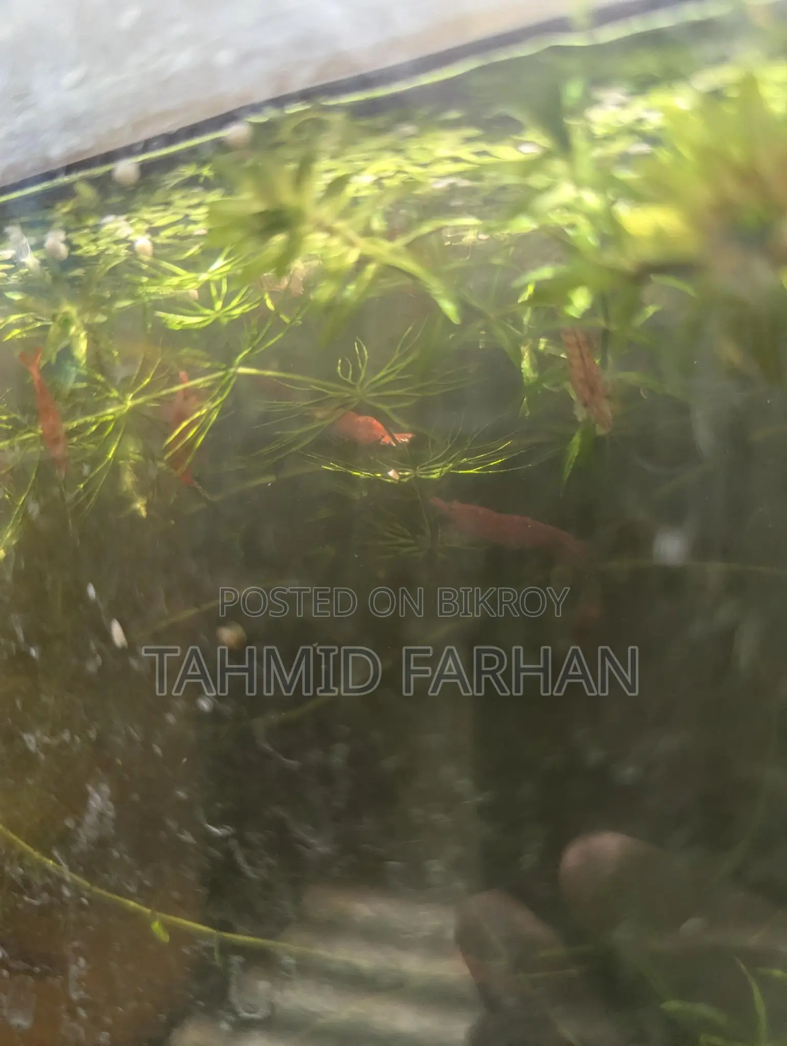 Red Cherry Shrimp