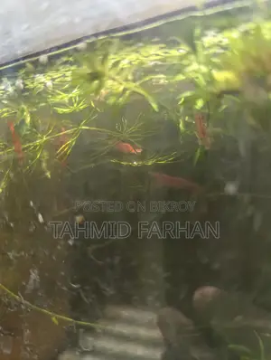 Red Cherry Shrimp