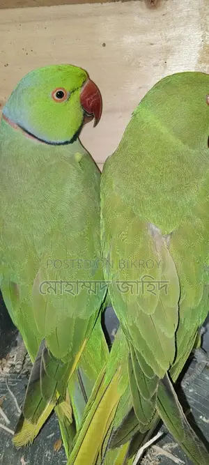 Running Indian Parrot