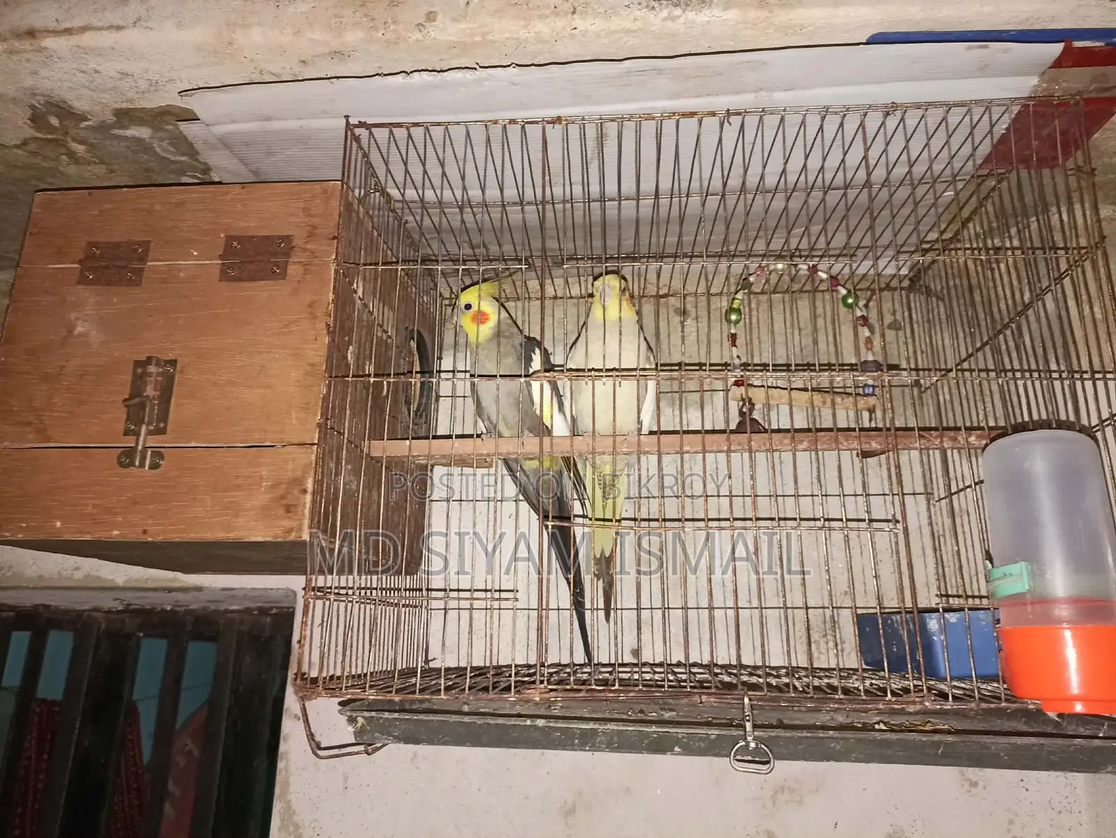 Cockatiel Birds