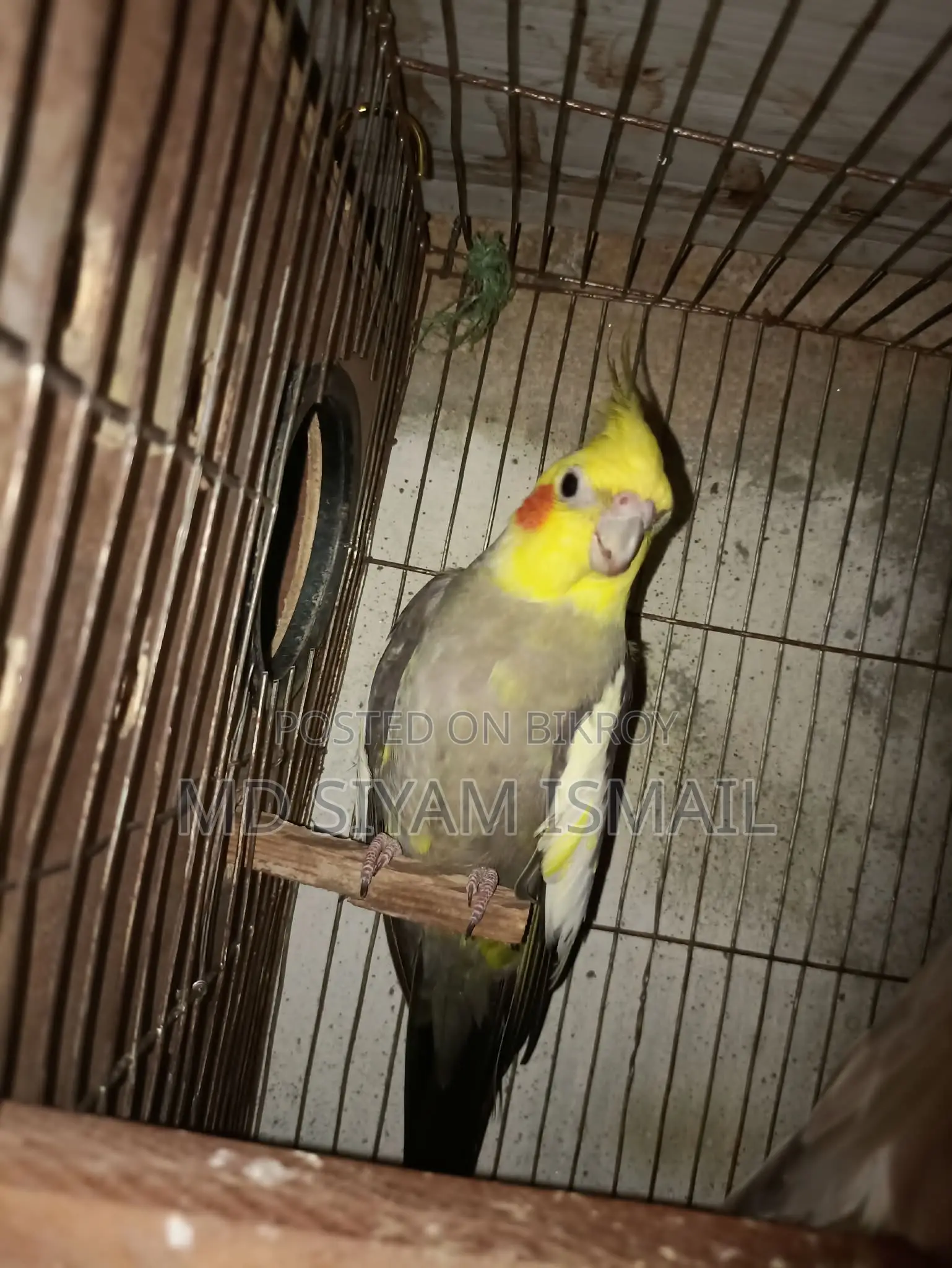 Cockatiel Birds