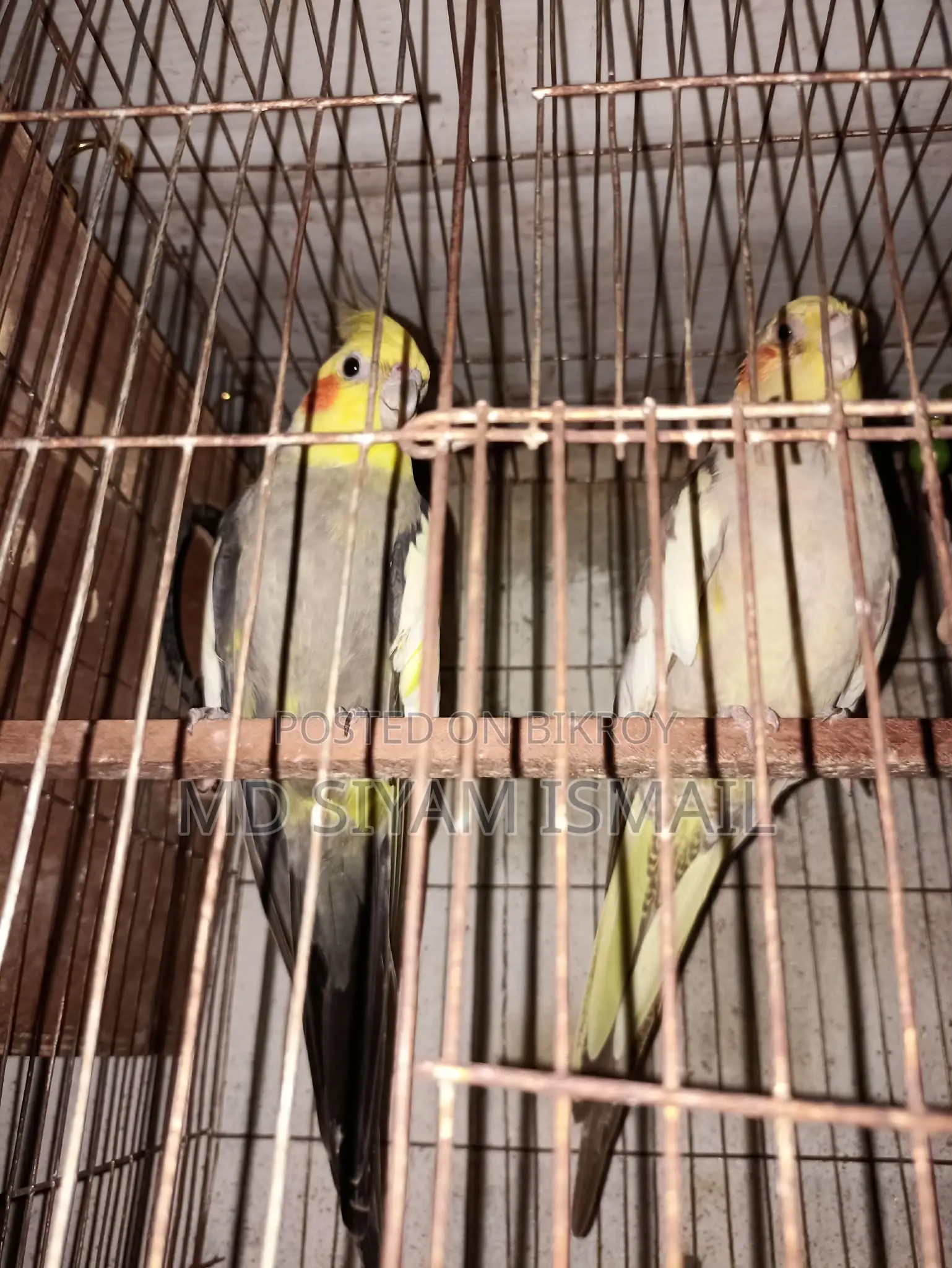 Cockatiel Birds