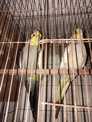 Cockatiel Birds