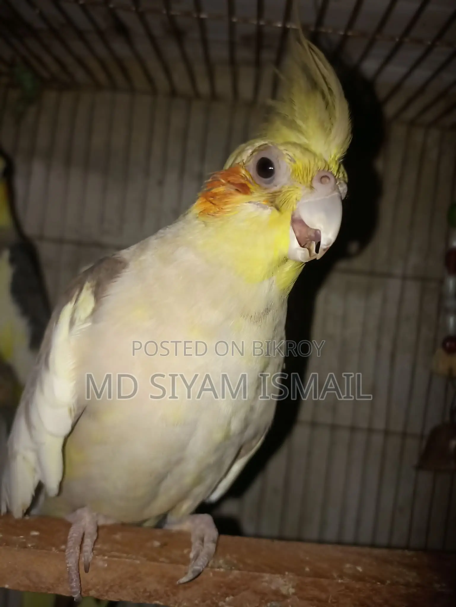 Cockatiel Birds